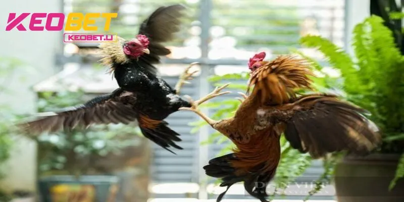 คุณภาพ Full HD มอบประสบการณ์ระดับสูงให้กับผู้เล่น