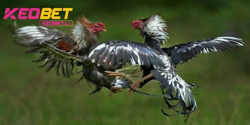 Thomo KEOBET การชนไก่สร้างบรรยากาศใหม่ให้กับชุมชนผู้ชื่นชอบการชนไก่