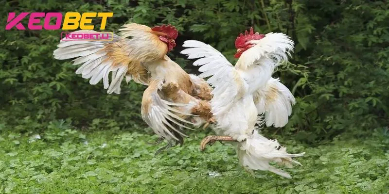 การชนไก่ด้วยมีดทำให้เกิดความเสียหายสูงและสร้างความตื่นเต้น