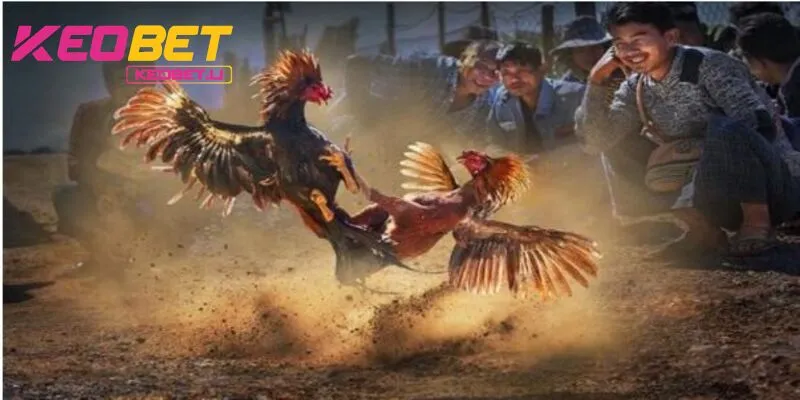 การชนไก่ Thomo KEOBET - ต้นกำเนิดของความหลงใหลอันเร่าร้อน