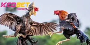 KEOBET การชนไก่ด้วยเดือย: งานอดิเรกที่น่าตื่นเต้นของนักชนไก่ยุคใหม่