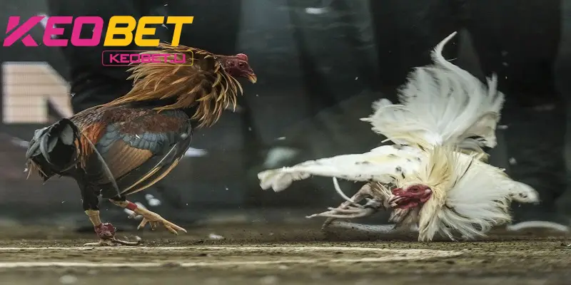  KEOBET ถ่ายทอดสดไก่ชนด้วยเดือยมีด เต็ม HD ไม่กระตุก