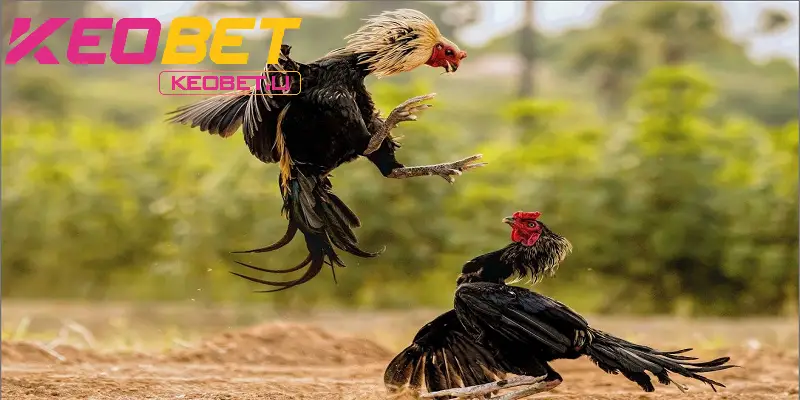  โปรโมชั่นไก่ชนสุดเร้าใจจากทางบ้านสำหรับนักพนัน